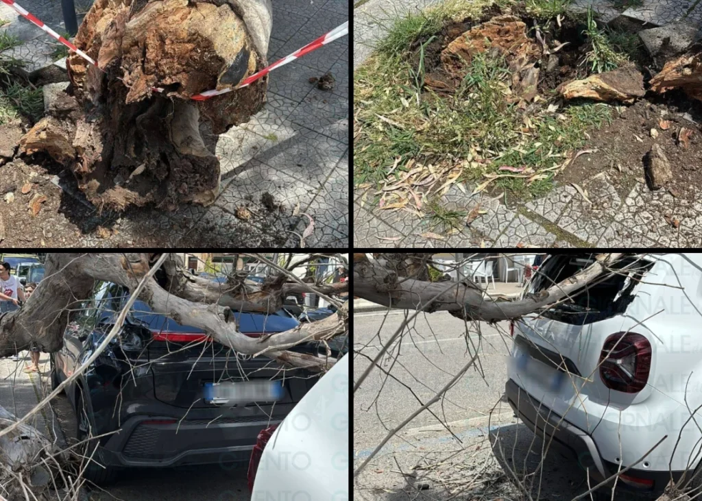 Albero cade sul lungomare Italia di sapri: dramma sfiorato