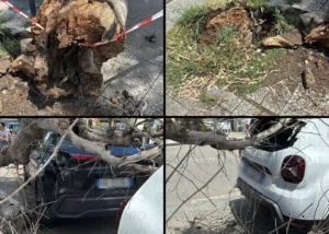 Albero cade sul lungomare Italia di sapri: dramma sfiorato