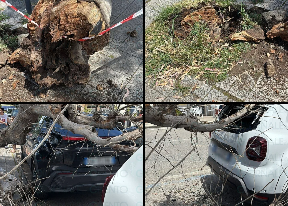 Albero cade sul lungomare Italia di sapri: dramma sfiorato