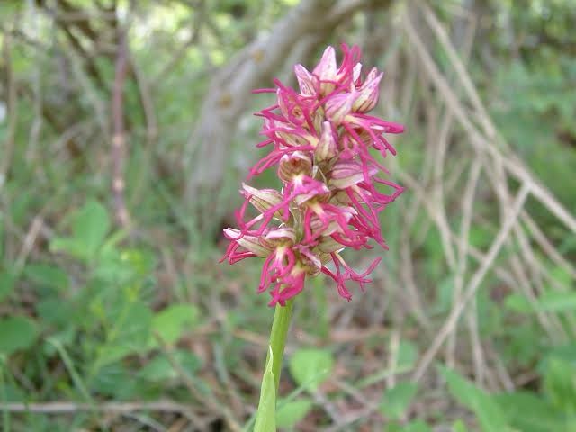 Valle delle Orchidee, nel Vallo di Diano uno scrigno unico di biodiversità