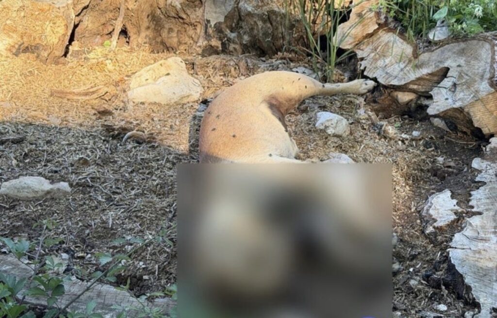Ancora presunto avvelenamento di cani tra San Gregorio Magno e Buccino