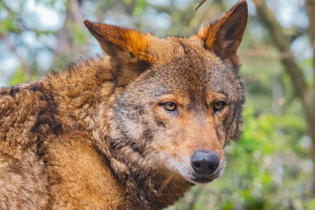 Tra i canidi più rari al mondo: il ritorno fragile del lupo rosso negli Stati Uniti