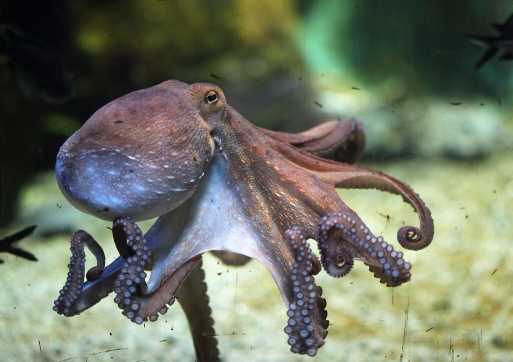 Animali che sfidano la scienza: le abilità più sorprendenti del regno animale