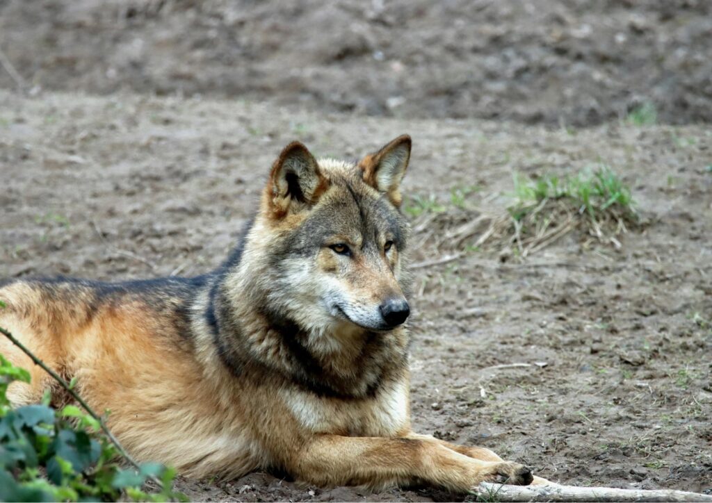 Razze animali nate dall’uomo: selezione e conseguenze