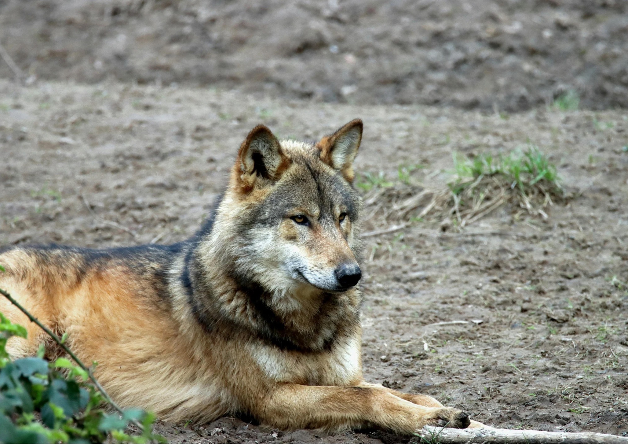 Razze animali nate dall’uomo: selezione e conseguenze