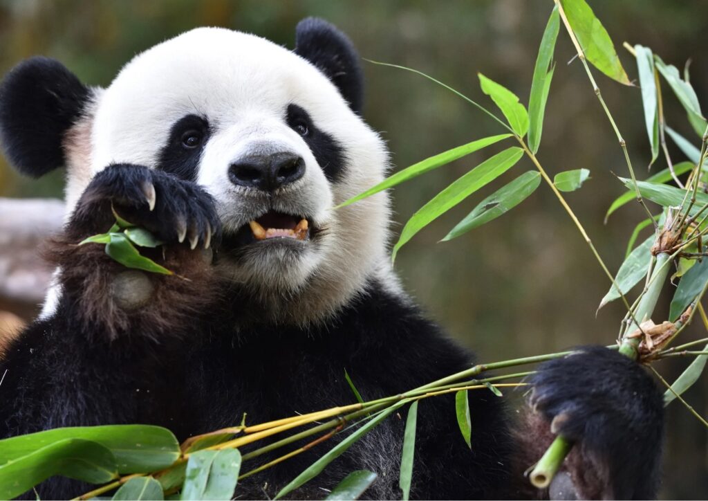 Panda, una specie simbolo che resta fragile: i progressi e le sfide della conservazione
