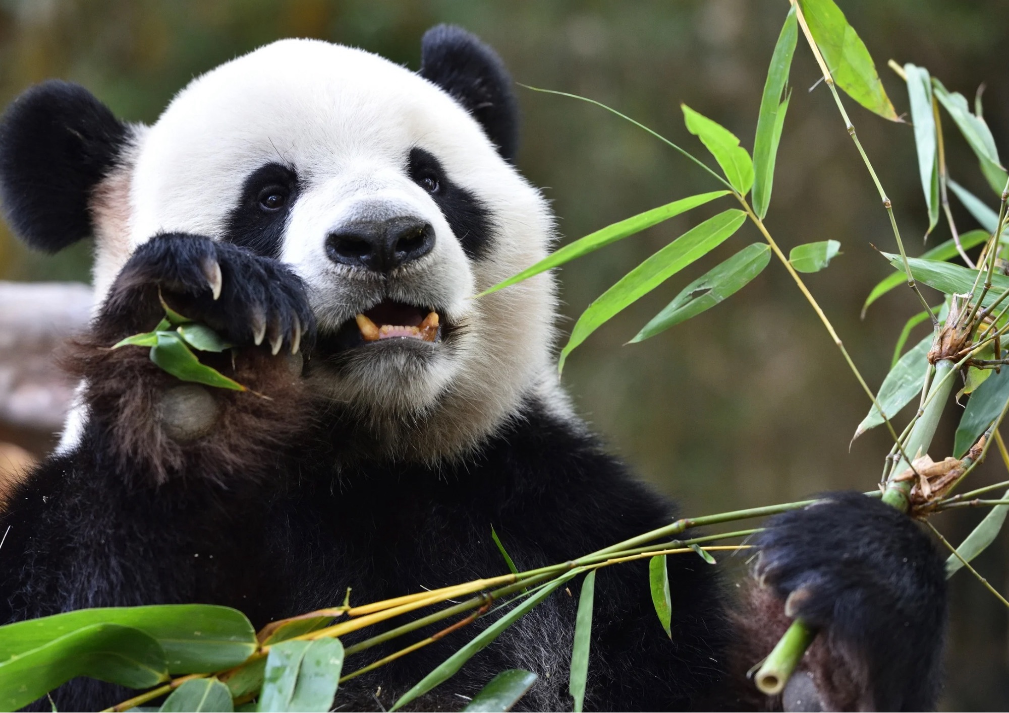Panda, una specie simbolo che resta fragile: i progressi e le sfide della conservazione