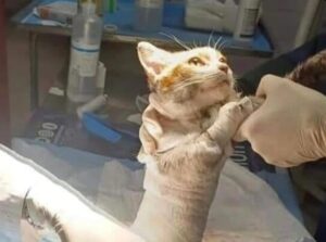 Leone, il gattino torturato e ucciso: entra in campo un criminologo. E’ la prima volta in Italia