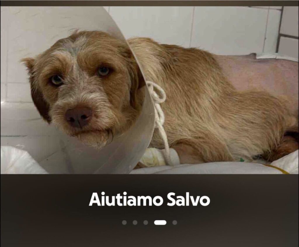 Vallo della Lucania, non ce l’ha fatta Salvo: morto il cane investito e abbandonato da un pirata della strada