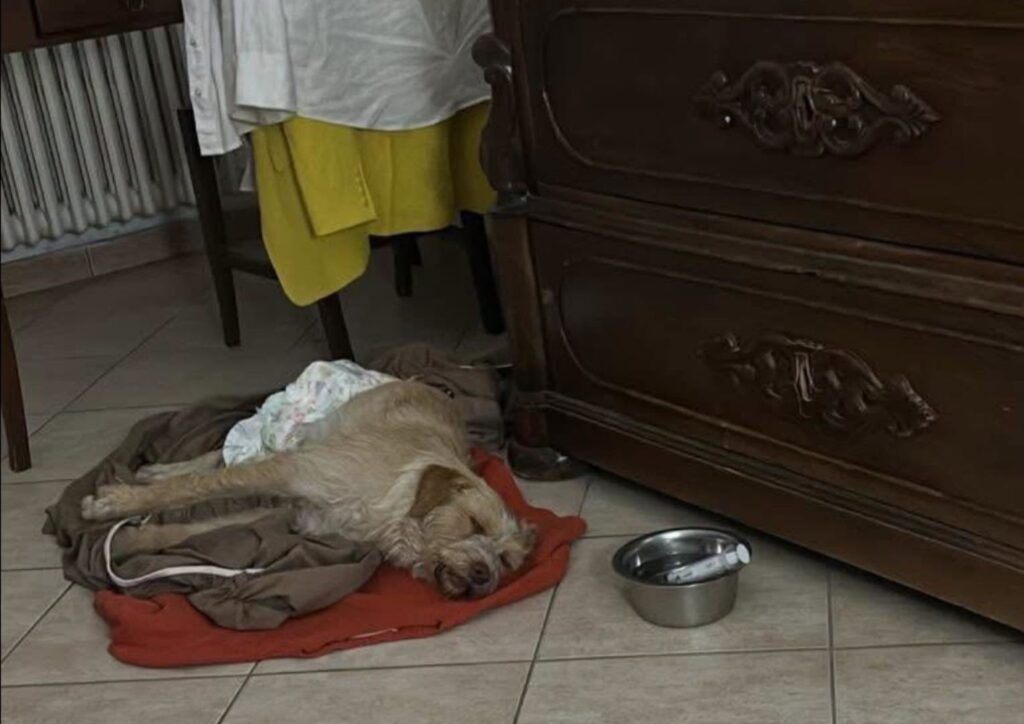 Vallo della Lucania, gara di solidarietà per salvare il cane Salvo: raccolta fondi per sostenere le cure