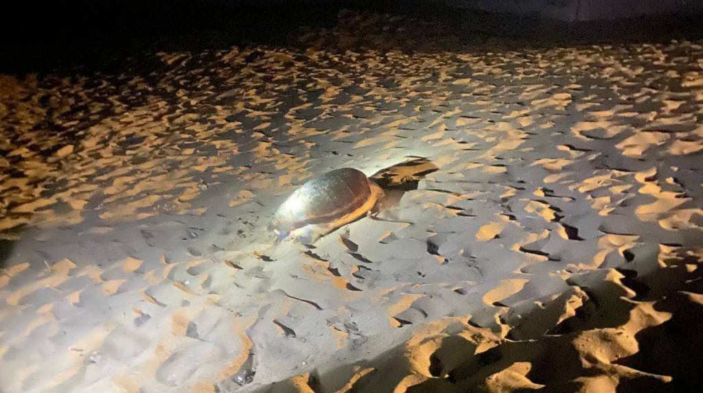 A Castellabate il primo nido di tartaruga Caretta caretta della stagione in Campania