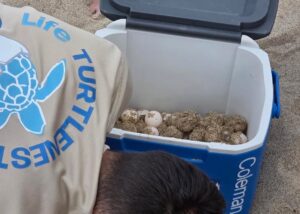 Palinuro, scoperto un nuovo nido di Caretta caretta sulla spiaggia delle Saline: deposte 79 uova