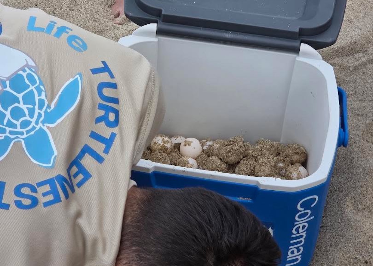 Palinuro, scoperto un nuovo nido di Caretta caretta sulla spiaggia delle Saline: deposte 79 uova