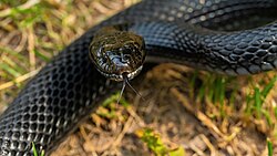 Serpenti: quali sono davvero pericolosi?