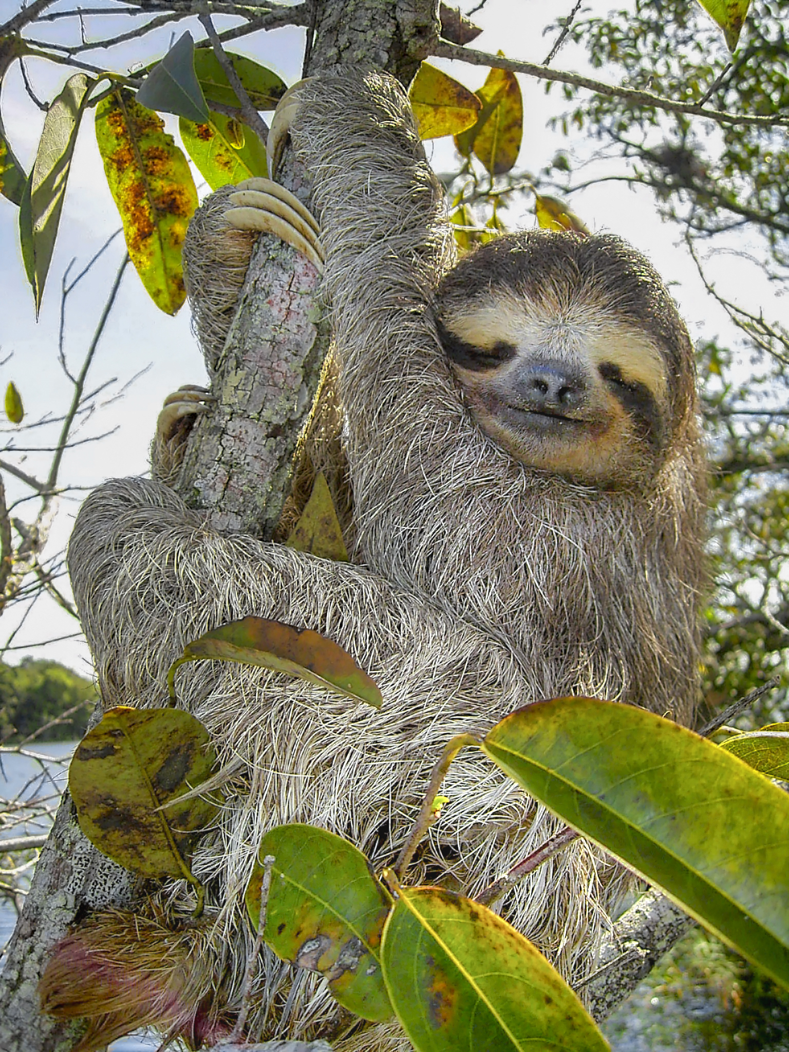 Gli animali che dormono di più: chi sono e come riposano in natura