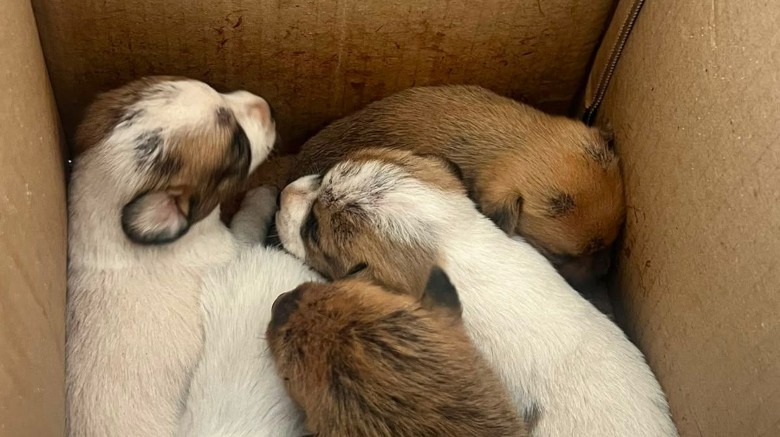 Camerota, salvati undici cuccioli abbandonati: appello per l’adozione