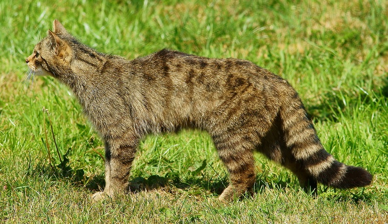 Gatto selvatico europeo, come riconoscerlo e perché è sempre più raro