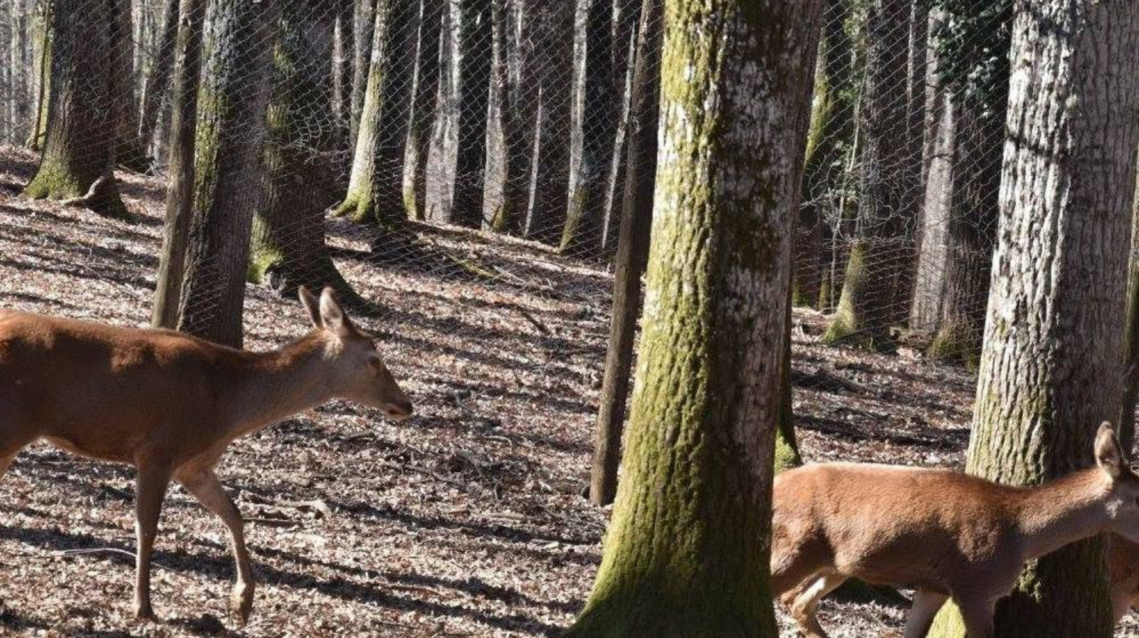 Foresta Cerreta-Cognole, interrogazione in Regione per affidarne la gestione al Parco