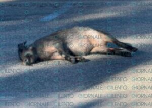 Palinuro, auto investe e uccide un cinghiale nella notte: illesi i giovani a bordo