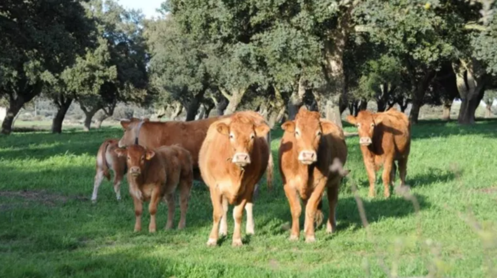 Ok al disciplinare “Vitellone e Scottona allevati in altura”: nuovo strumento per la zootecnia campana