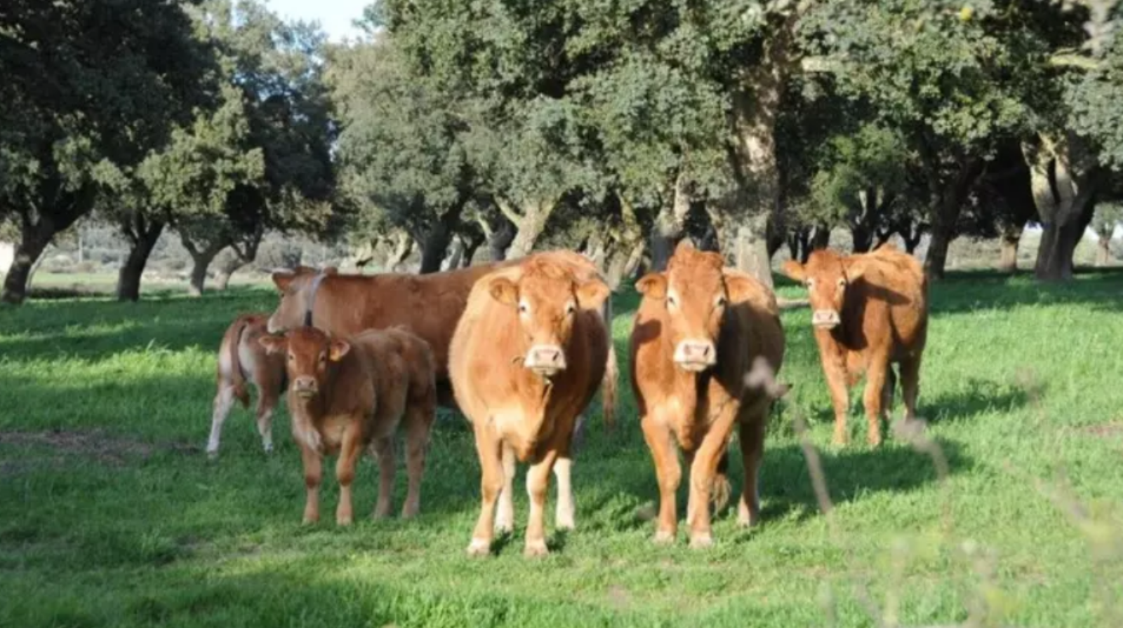 Ok al disciplinare “Vitellone e Scottona allevati in altura”: nuovo strumento per la zootecnia campana