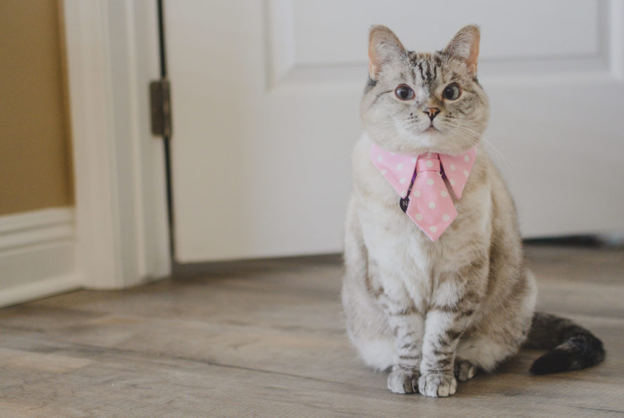 I pet influencer più seguiti del mondo: quando cani e gatti diventano star dei social