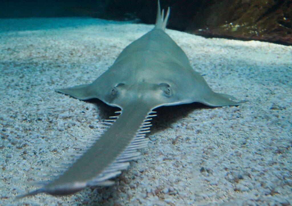 Dai fondali agli abissi, viaggio tra le specie marine più rare del pianeta