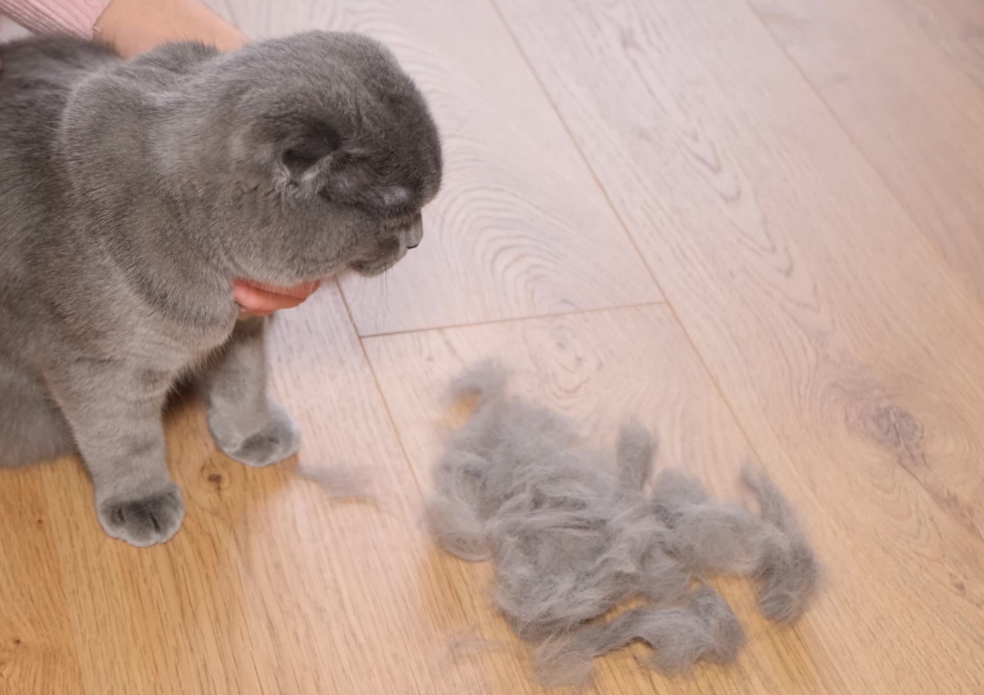 Muta di cani e gatti, come gestire la perdita di pelo senza ritrovarsi la casa invasa