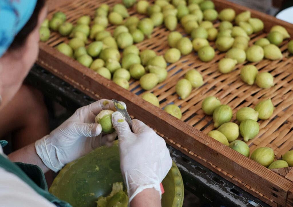 Fico Bianco del Cilento, il “frutto d’oro” che racconta la storia del territorio