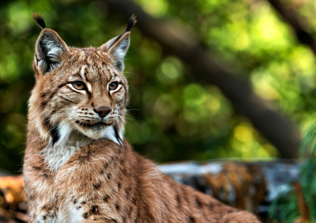 Il fantasma dei boschi: etologia solitaria e strategie di caccia della lince eurasiatica in Italia