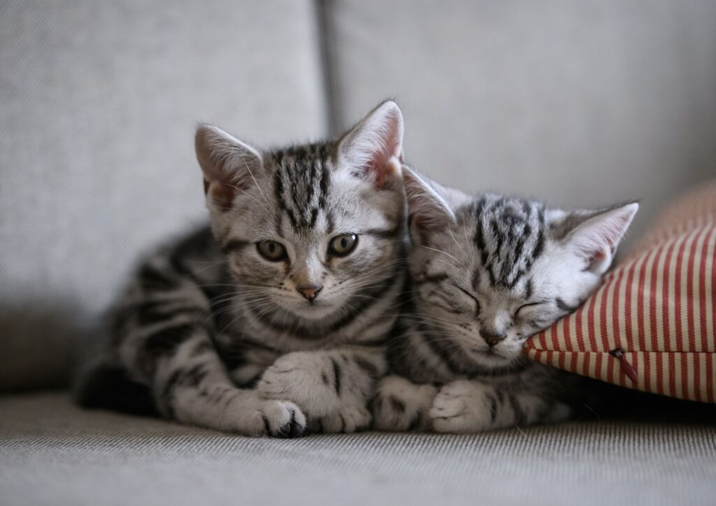 Come rendere la casa a misura di gatto: i consigli degli esperti per il benessere felino