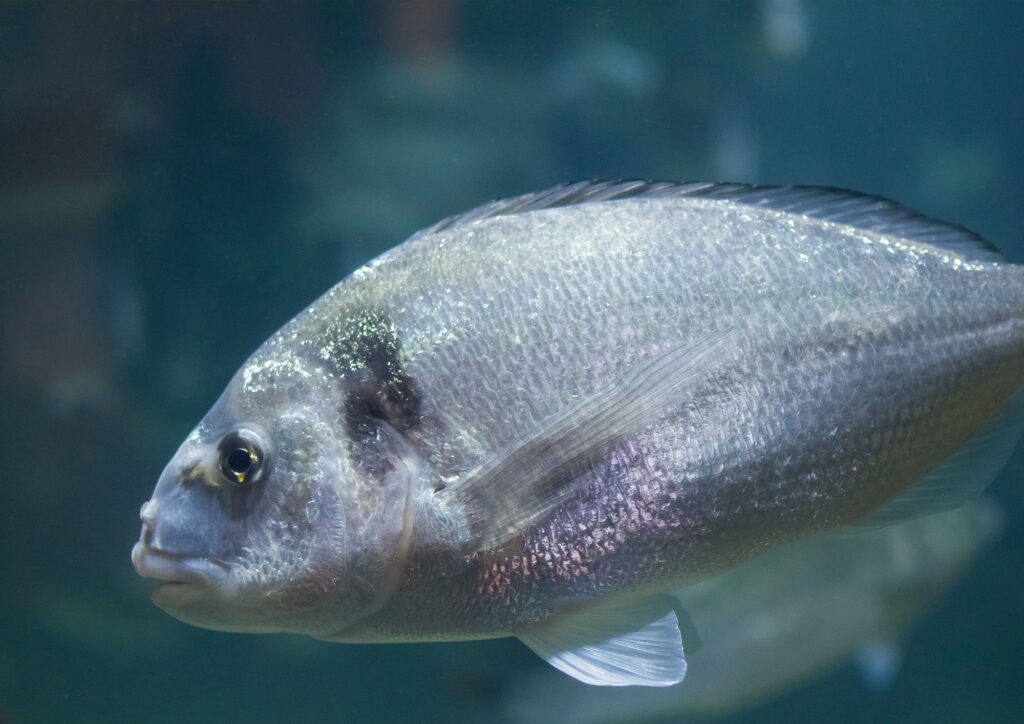Dal pesce azzurro ai grandi predatori: il patrimonio sommerso dei pesci del Mediterraneo