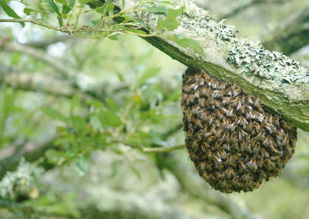 Animali che collaborano tra loro: le alleanze sorprendenti nel mondo della natura
