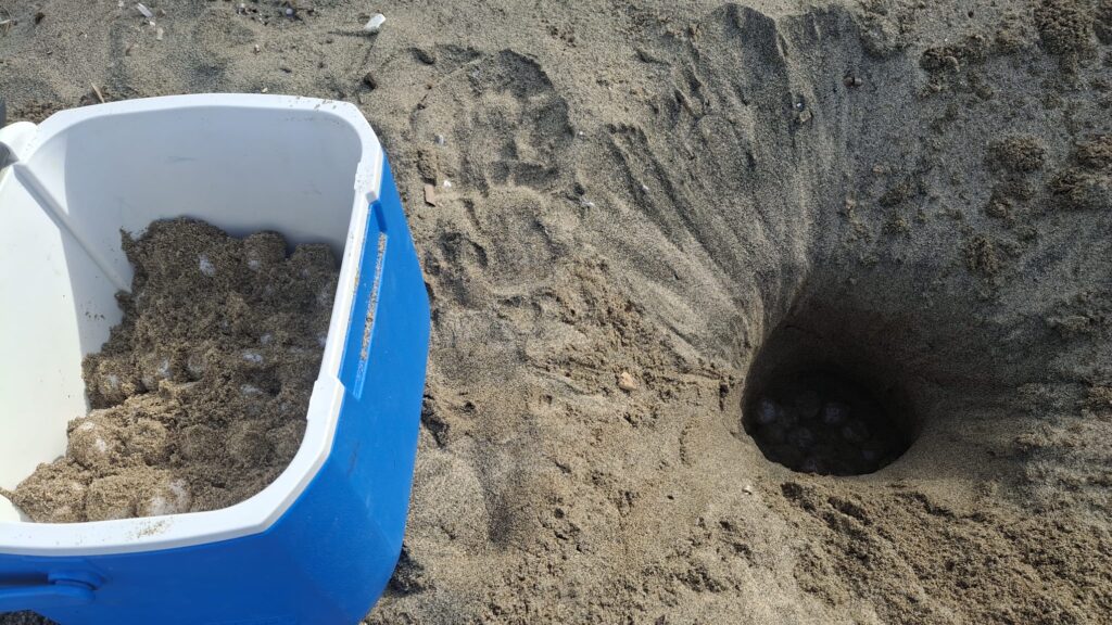 Il Cilento si conferma rifugio delle Caretta caretta: nuovo nido a Montecorice