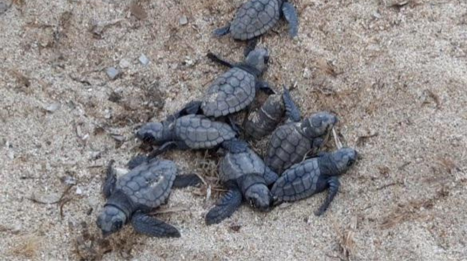 Caretta caretta, il Mediterraneo che si scalda cambia il futuro della specie