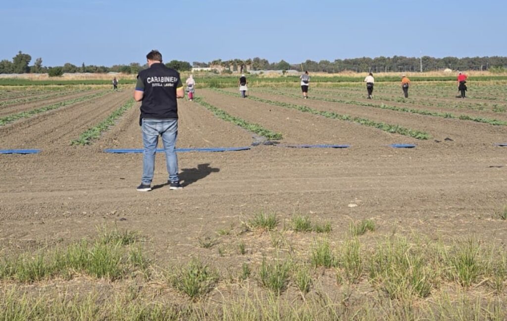 Blitz nei campi della Piana del Sele: sospesa un’azienda, 131 lavoratori irregolari