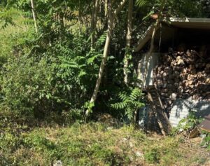 Guardia Agroforestale, denunciato caso di cane tenuto alla catena a Colliano