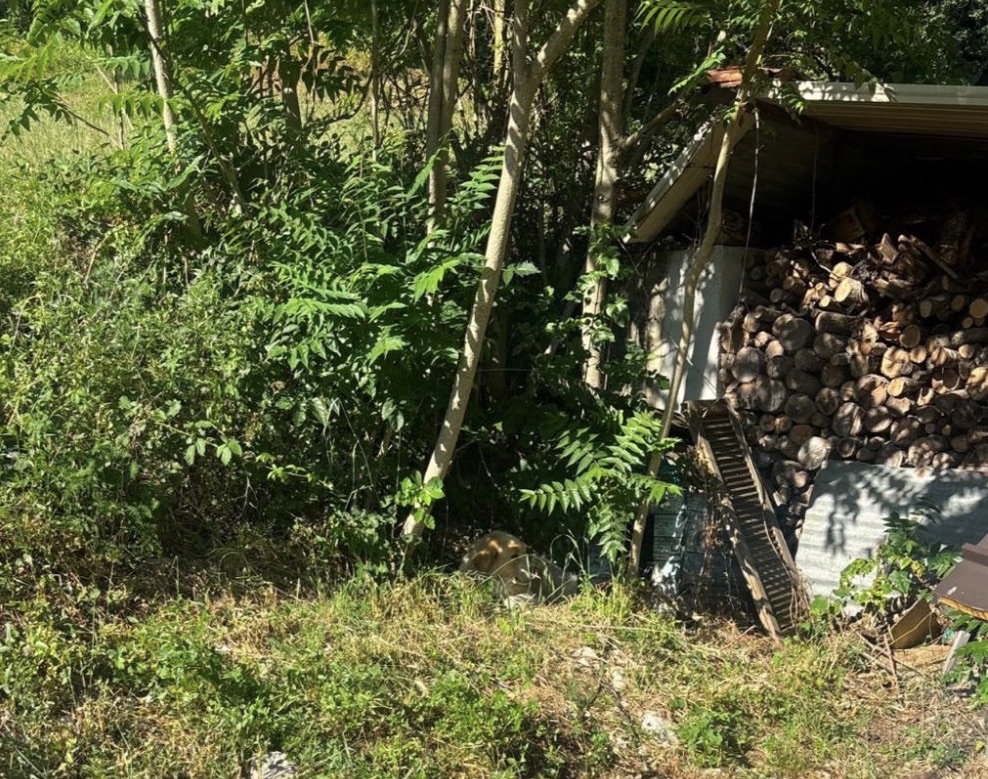Guardia Agroforestale, denunciato caso di cane tenuto alla catena a Colliano
