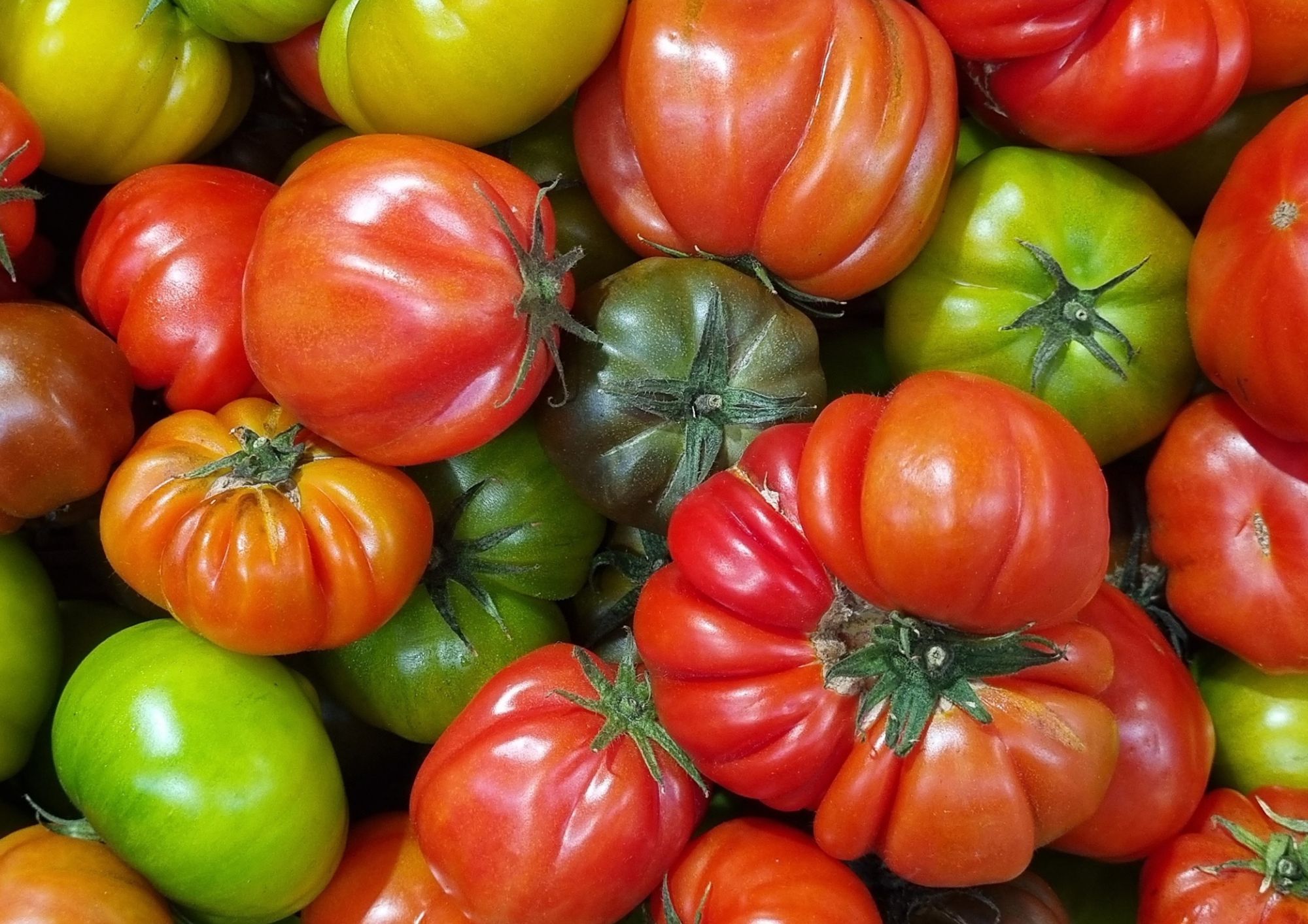 Il pomodoro protagonista dell’estate: dalla piennolo al cuore di bue, viaggio tra le eccellenze campane