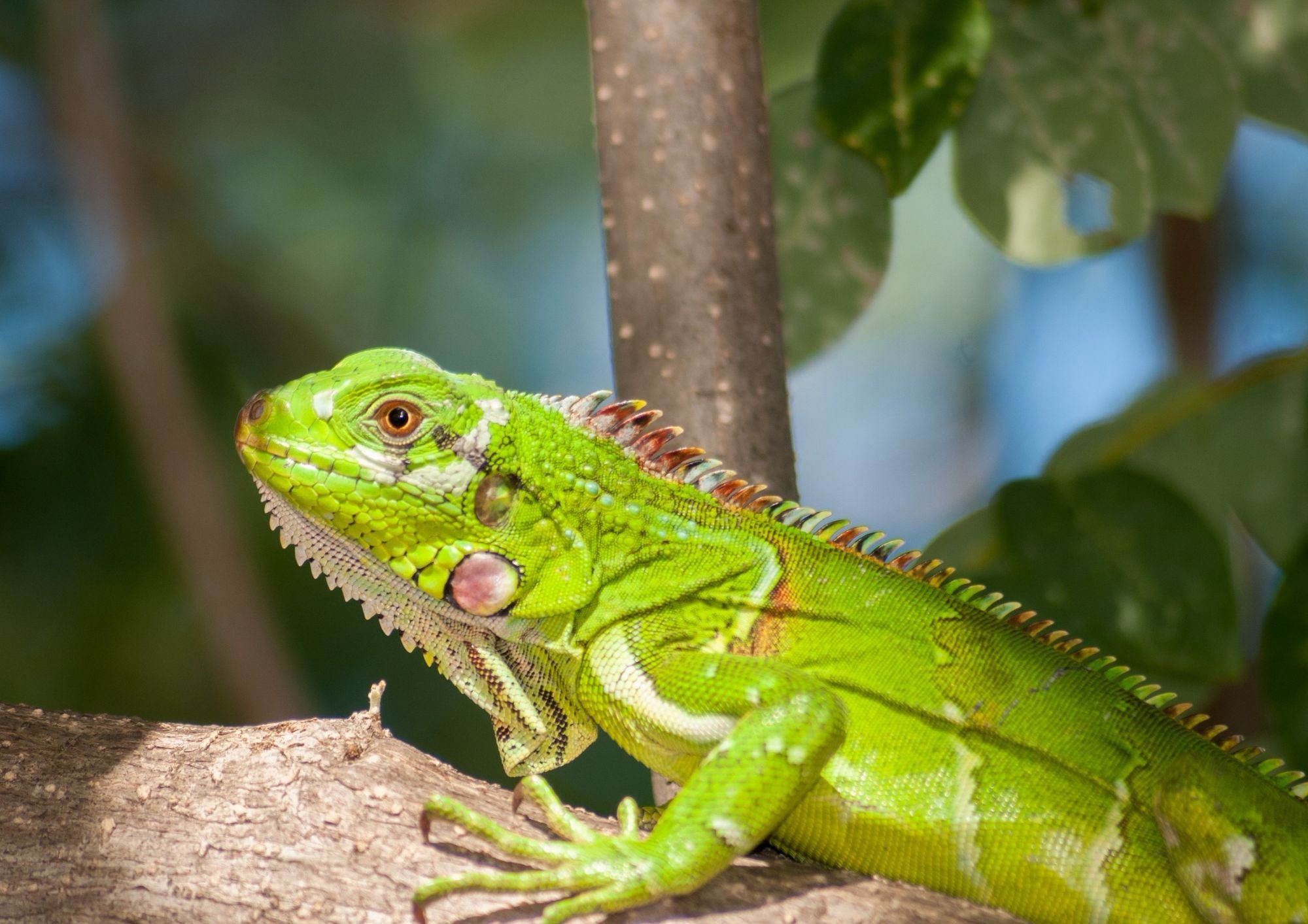 Iguane e animali esotici in casa: cosa dice la legge italiana