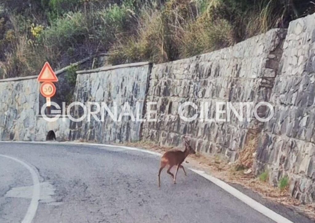 Montecorice, avvistato un capriolo italico lungo le Ripe Rosse