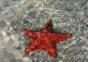 Stelle marine: perché proteggerle e non portarle mai via dal mare