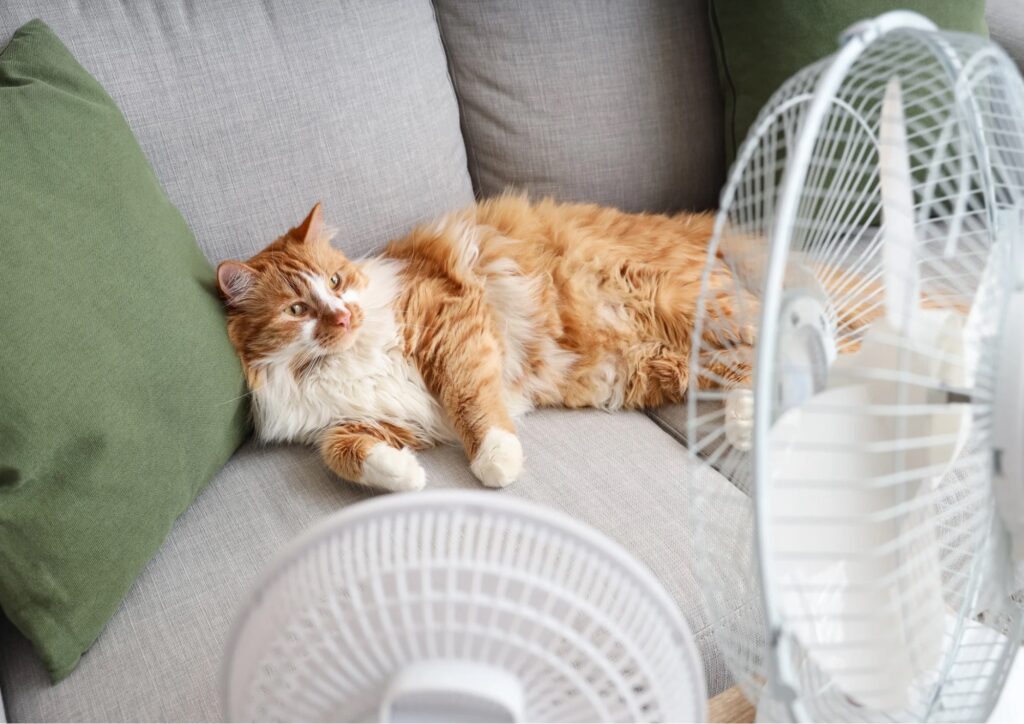 Come aiutare il gatto a sopportare il caldo: i consigli utili per l’estate