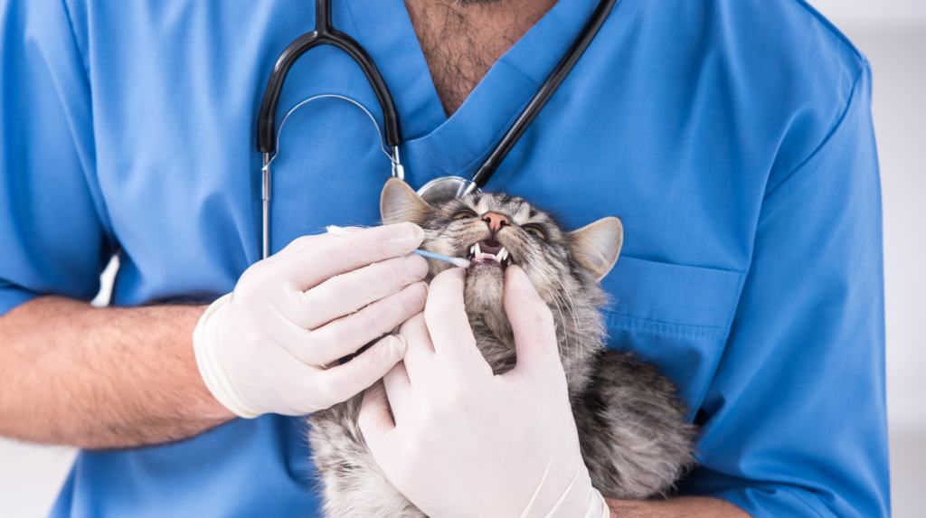In Italia più veterinari che pediatri: la fotografia di una società che cambia