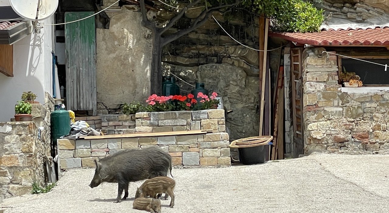 Cinghiali nei centri abitati di Montecorice, cresce la paura: «Servono interventi urgenti»