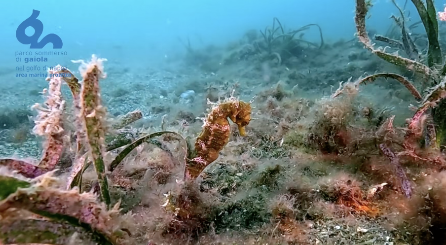 Cavalluccio marino torna nei fondali della Gaiola, il Parco: «Segnale della rinascita della Posidonia»