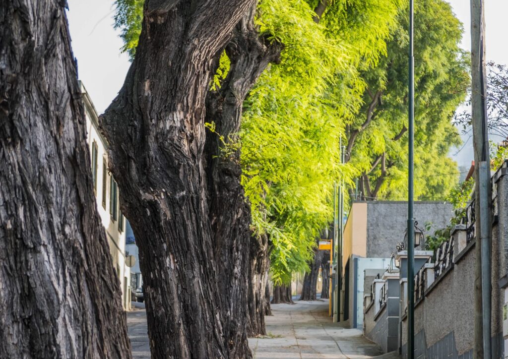 Il ruolo degli alberi nelle città nella lotta al cambiamento climatico: più verde per ridurre caldo, inquinamento e rischi ambientali