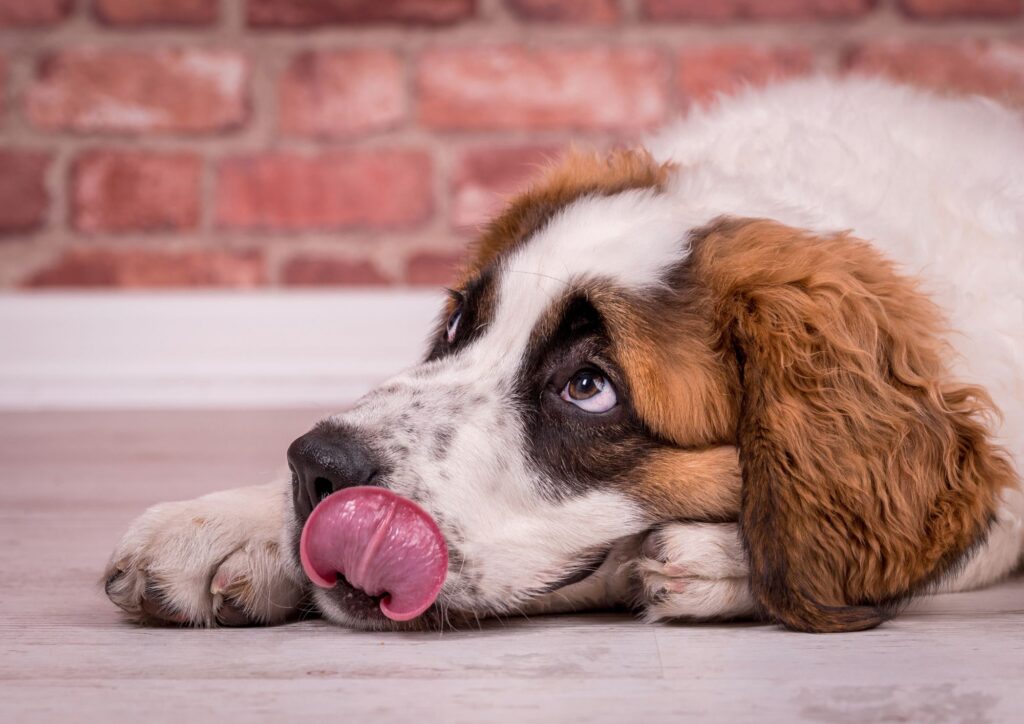 Estate, non tutti i cani sopportano il caldo allo stesso modo: le razze più a rischio e i consigli dei veterinari