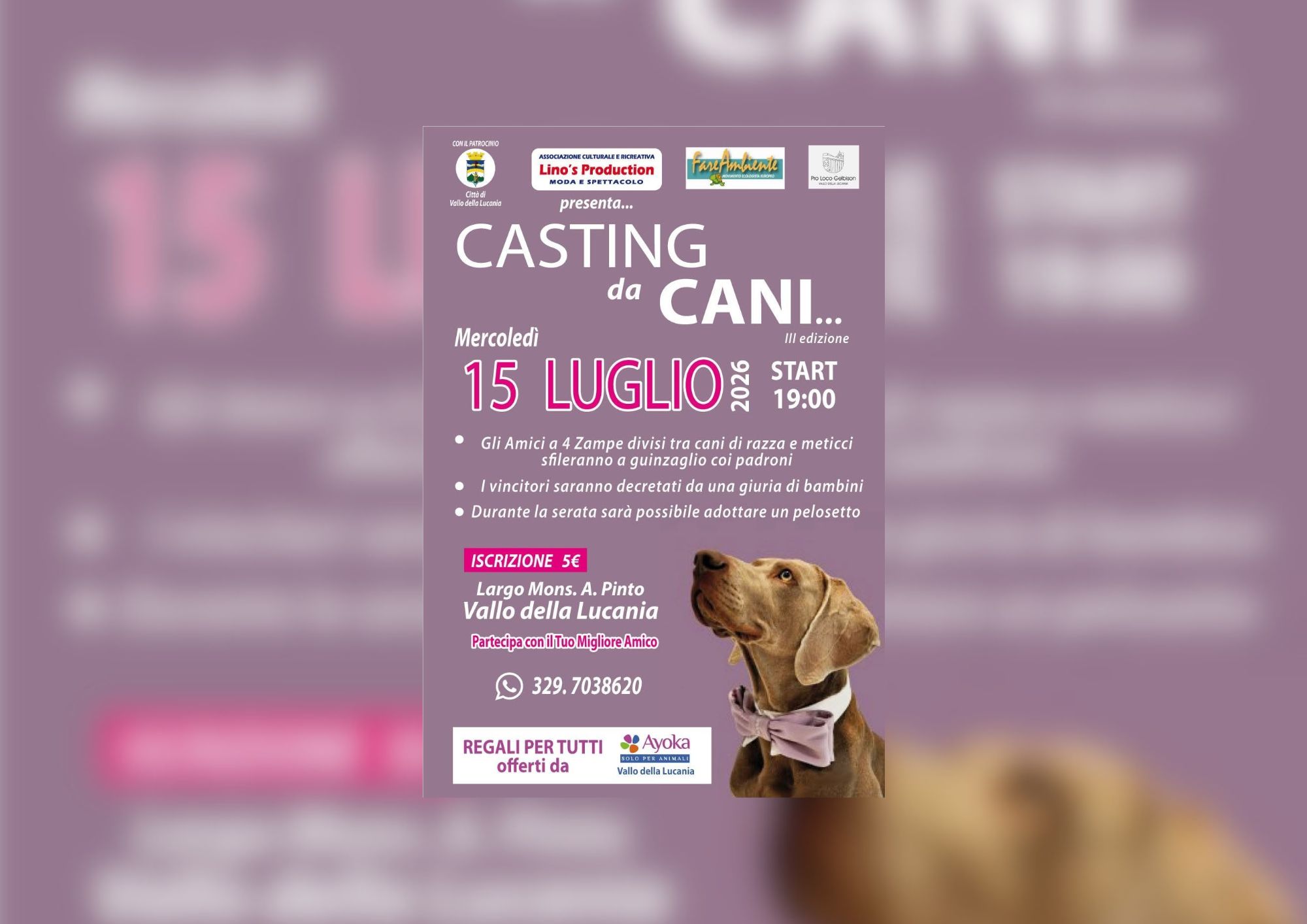 Vallo della Lucania, il 15 luglio torna “Casting da Cani”: sfilata per promuovere adozioni e lotta all’abbandono