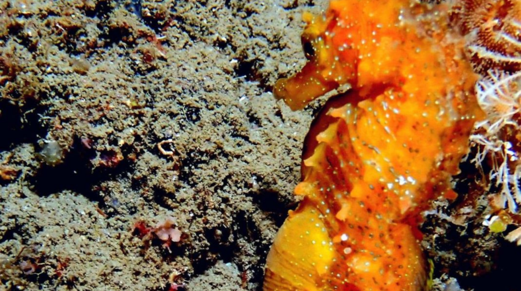 Raro cavalluccio marino torna a popolare la Grotta Azzurra di Capo Palinuro: aumentano gli avvistamenti